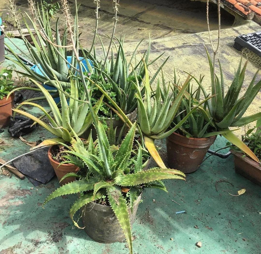 Some aloe vera