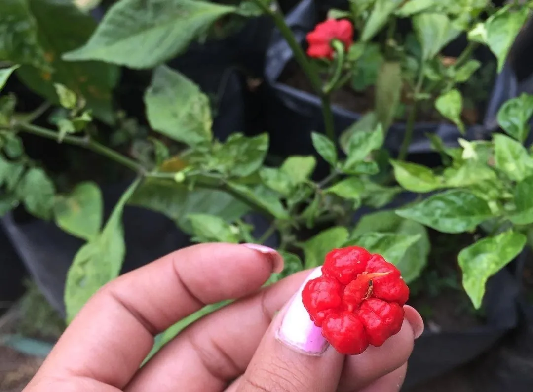 Carolina Reaper in my hands