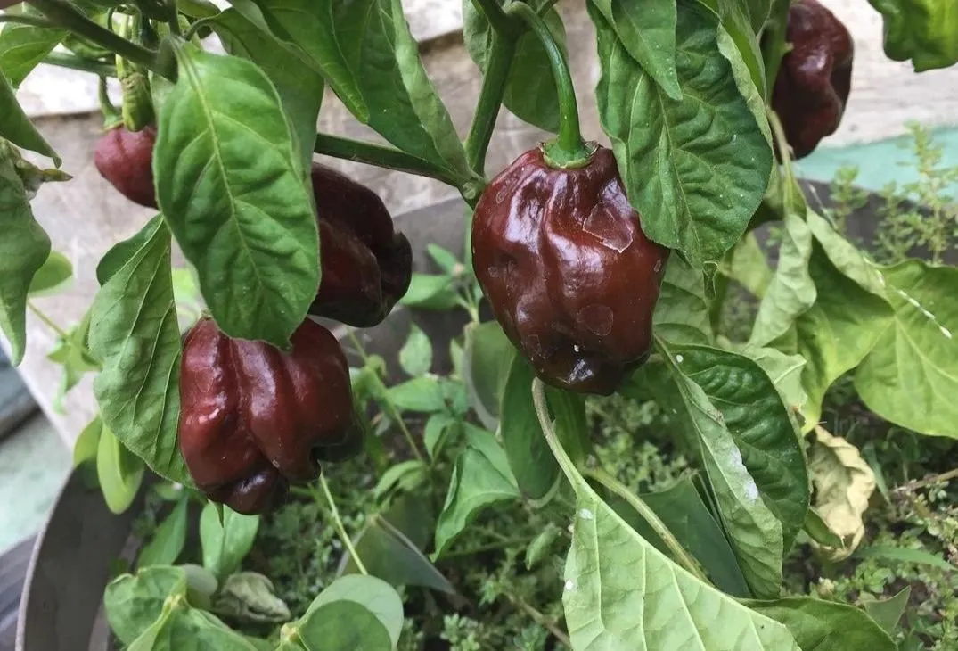 habanero chocolate