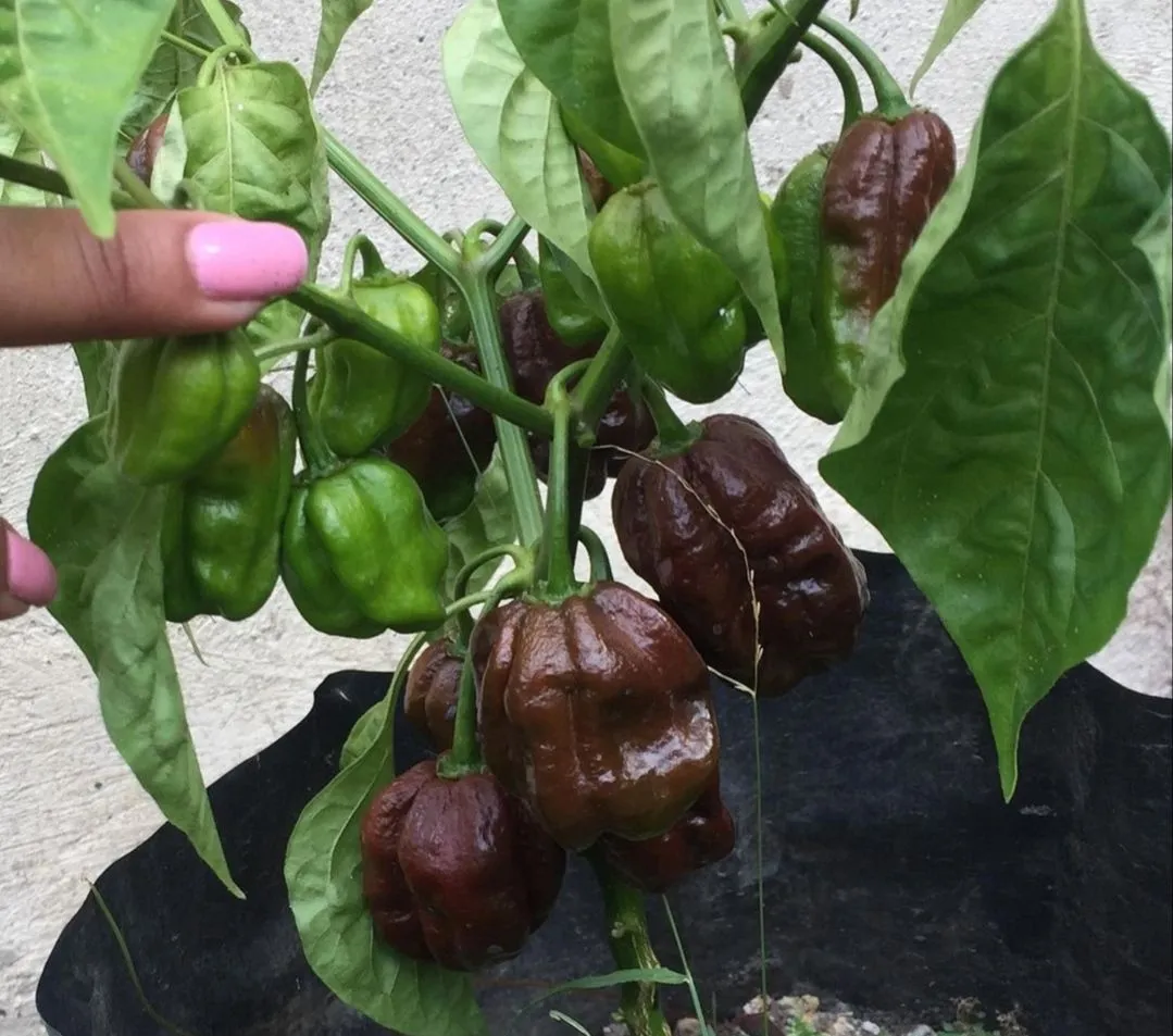 Chocolate habanero