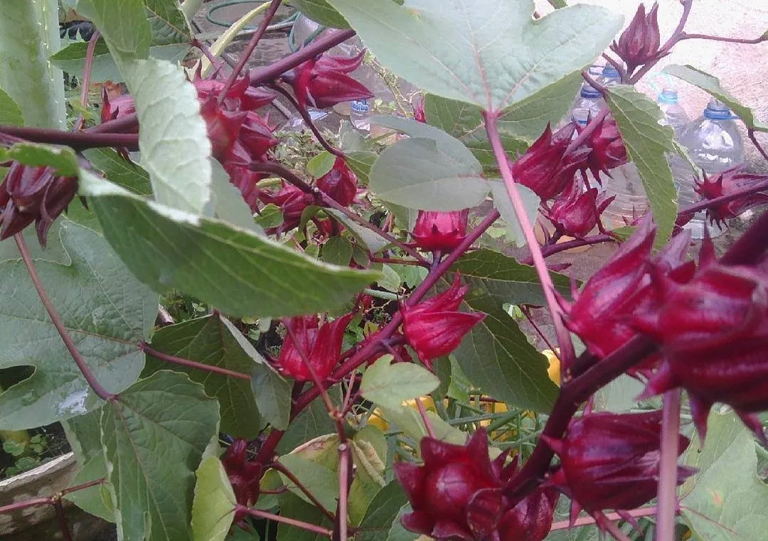 Plant flower jamaica