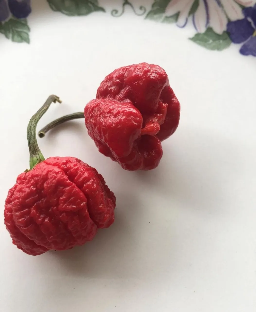 carolina reaper