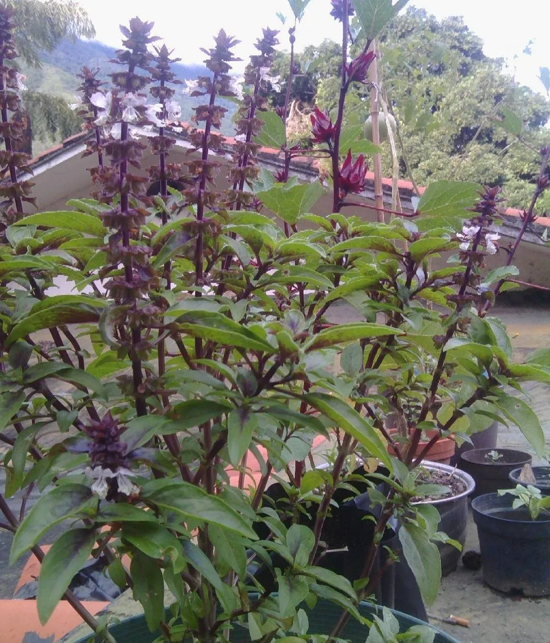Albahaca Morada