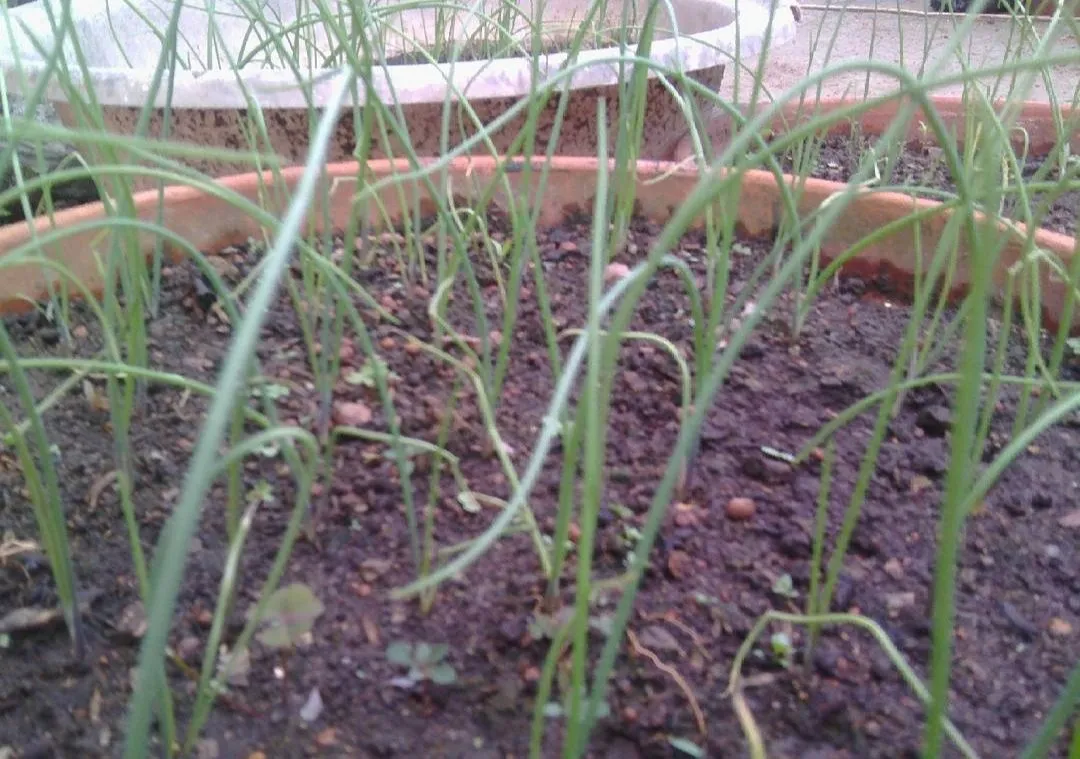 White onion