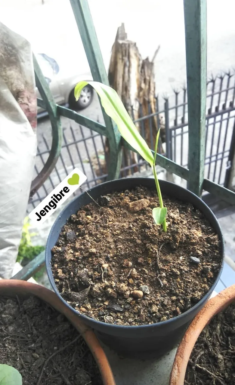 Ginger plant