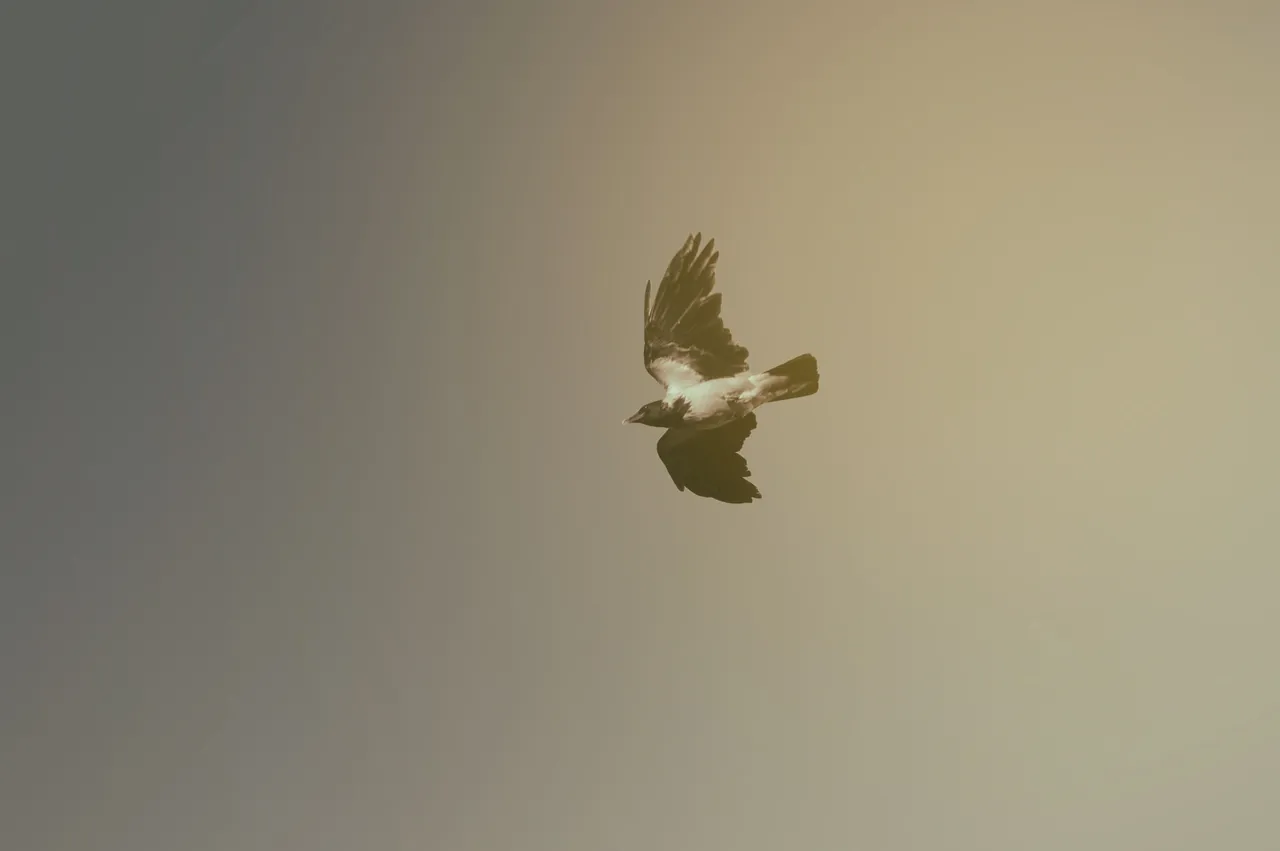 fly time.jpg