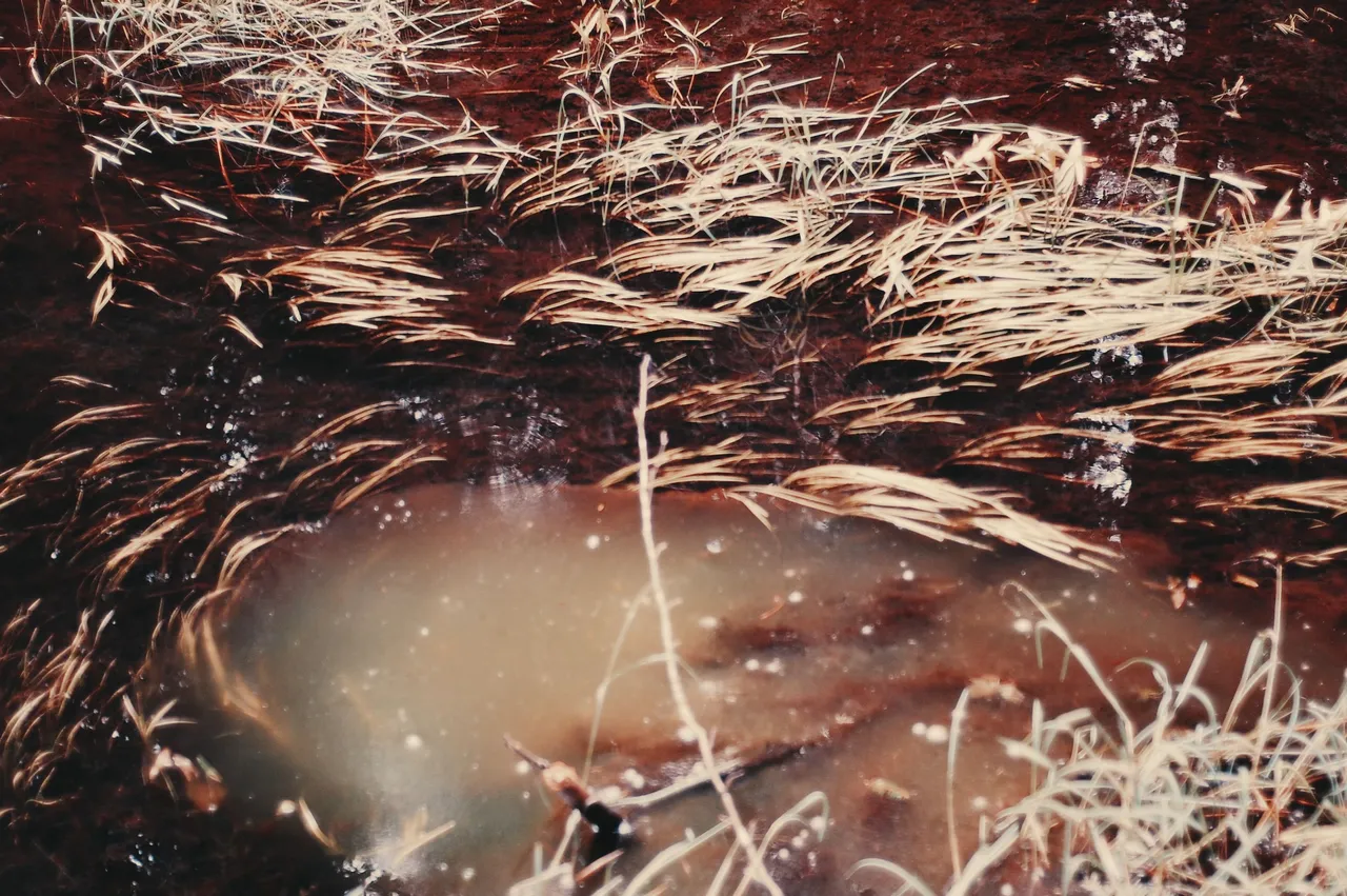 DSC_0337.png