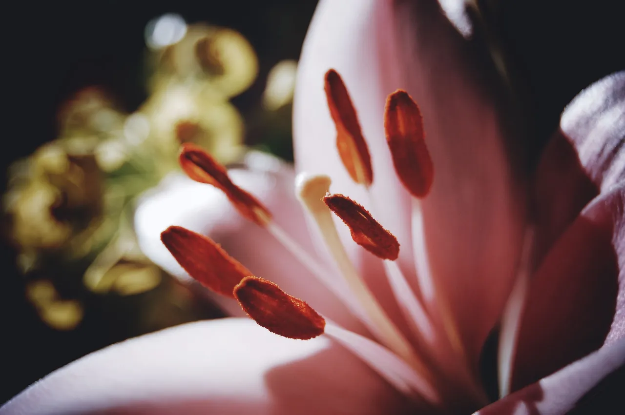 DSC_6519.png