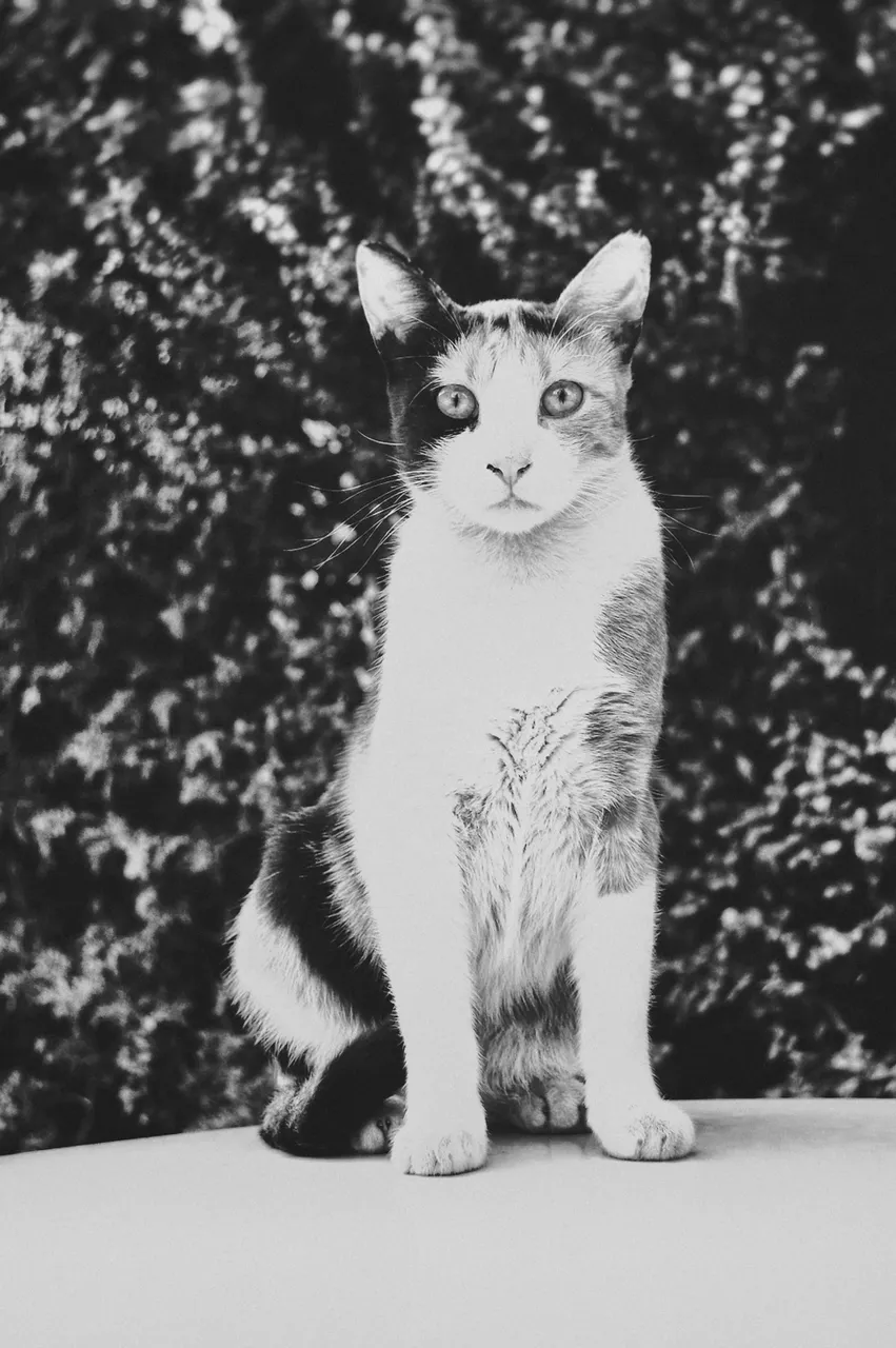 retrocat1.png