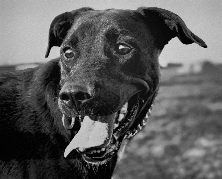 happy-dog1.png
