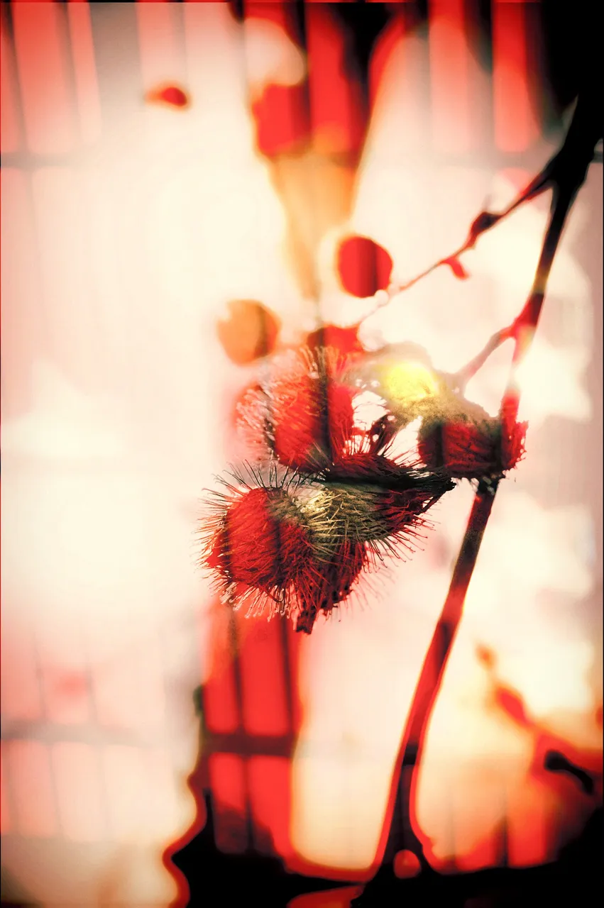 bloom.jpg