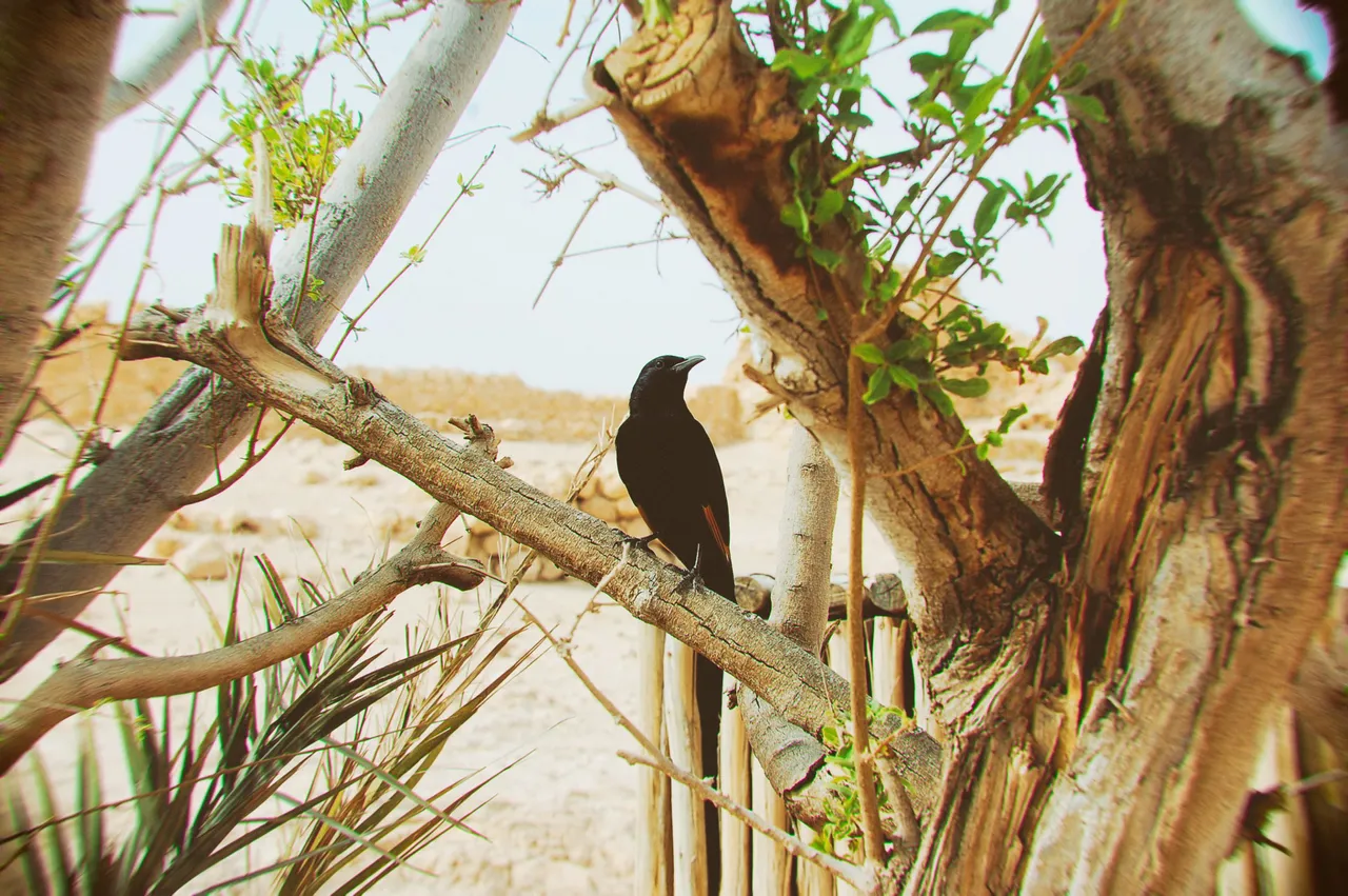 eye bird.jpg