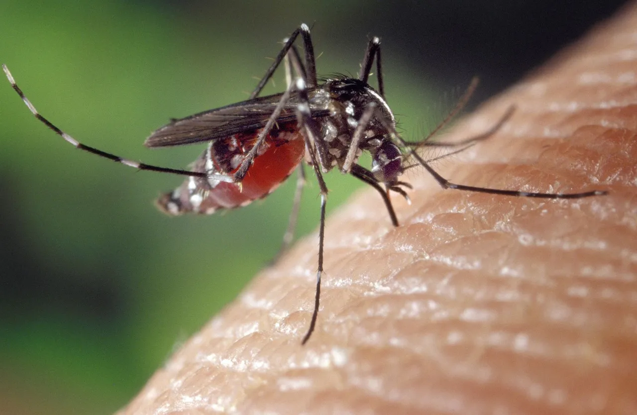 Mosquito Aedes albopictus.jpg