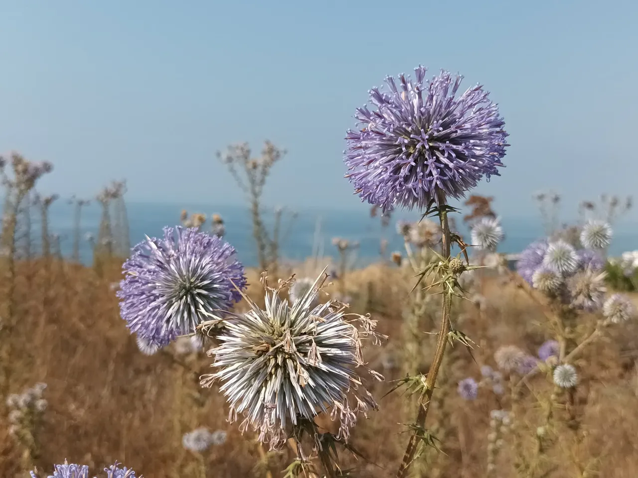 DonkeyThistle1.jpg