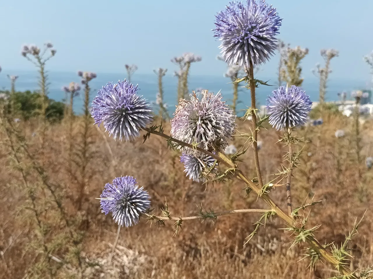 DonkeyThistle2.jpg