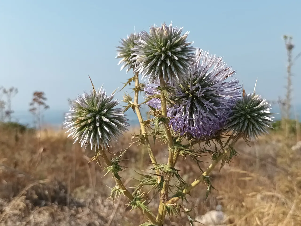 DonkeyThistle5.jpg