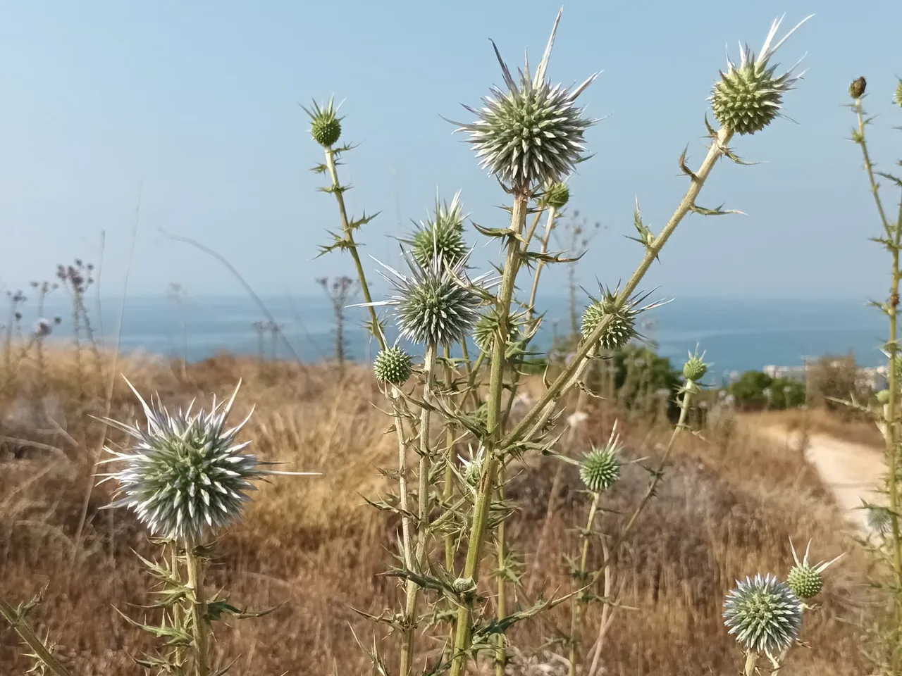 DonkeyThistle3.jpg