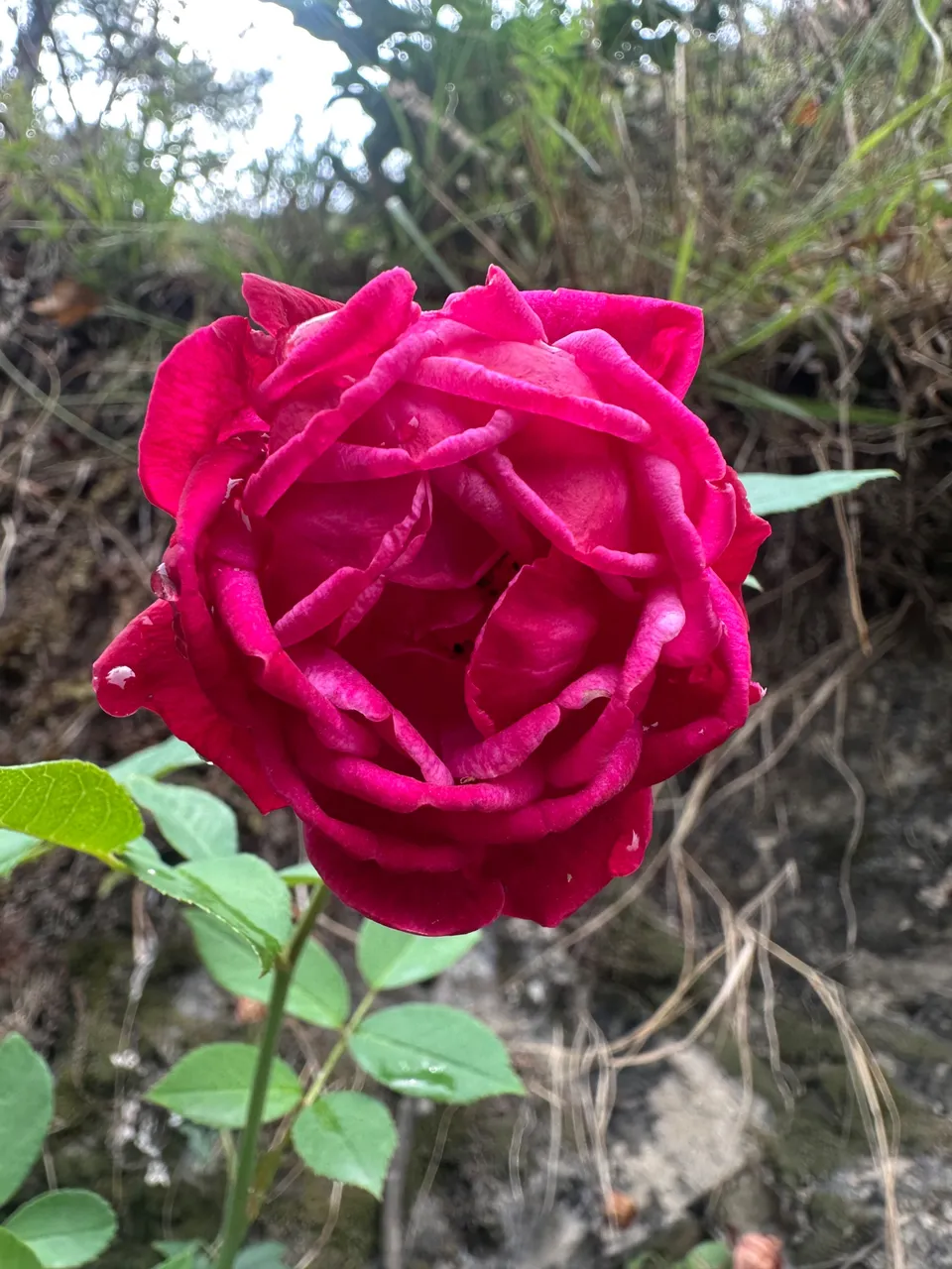 IMG_4307.jpeg