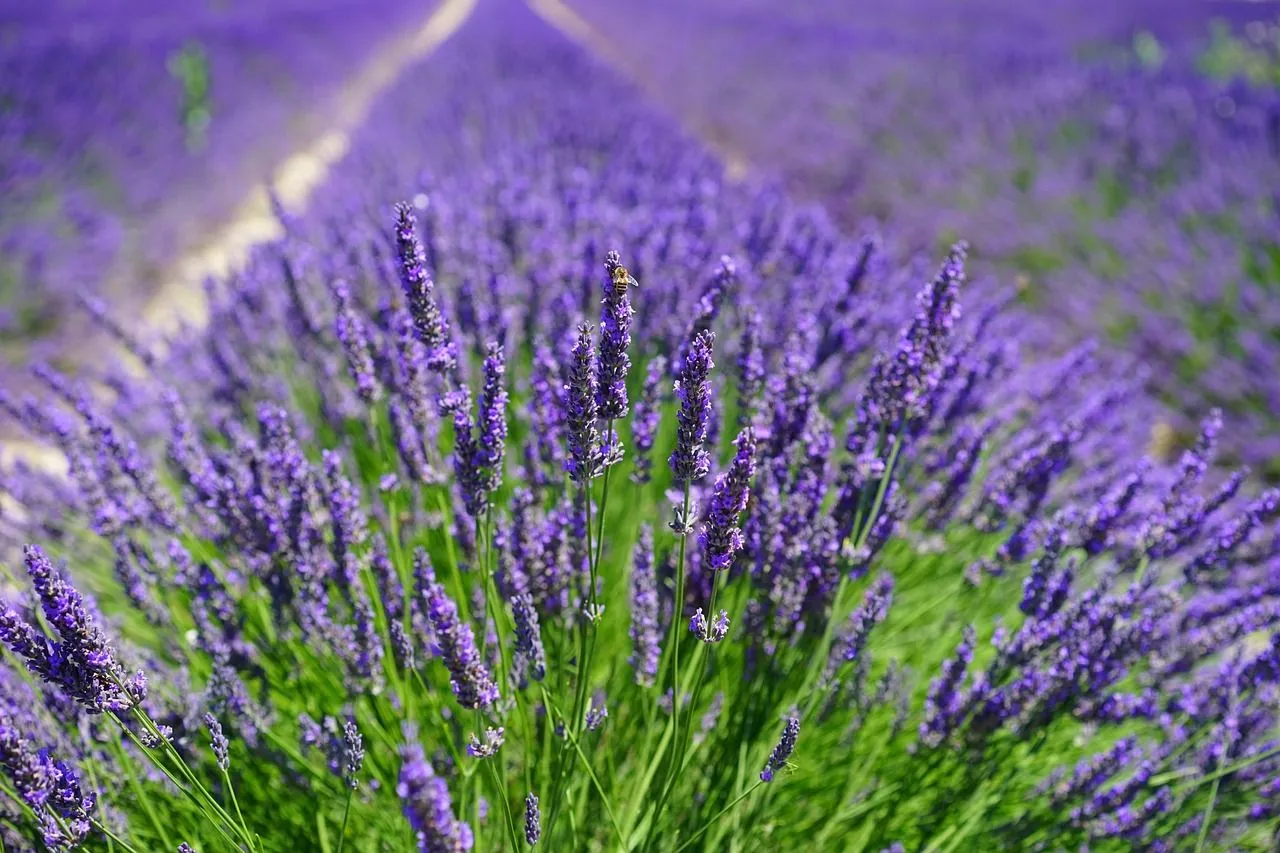 lavender-1595587_1280.jpg