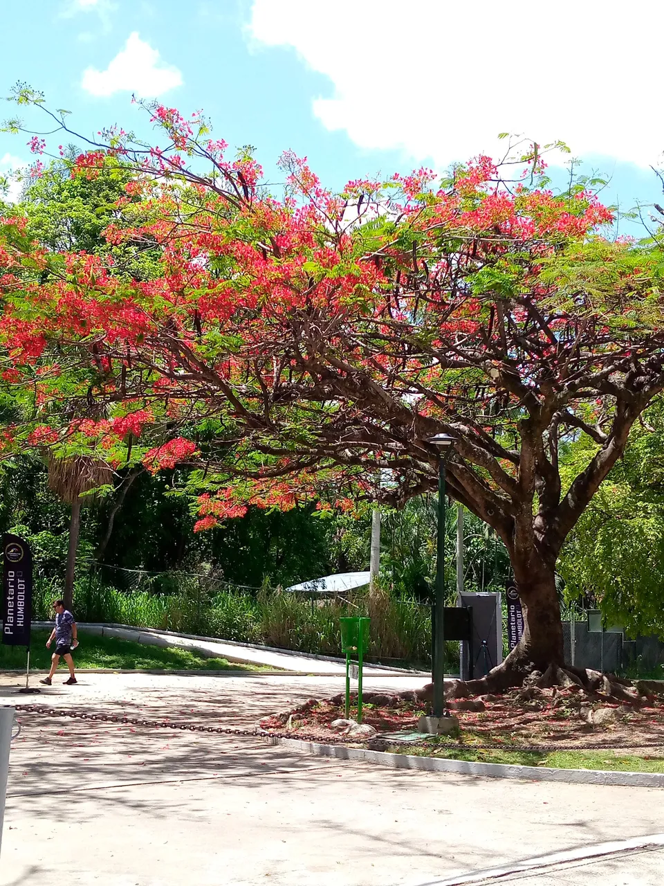 Parque del Este árbol rojo.jpg