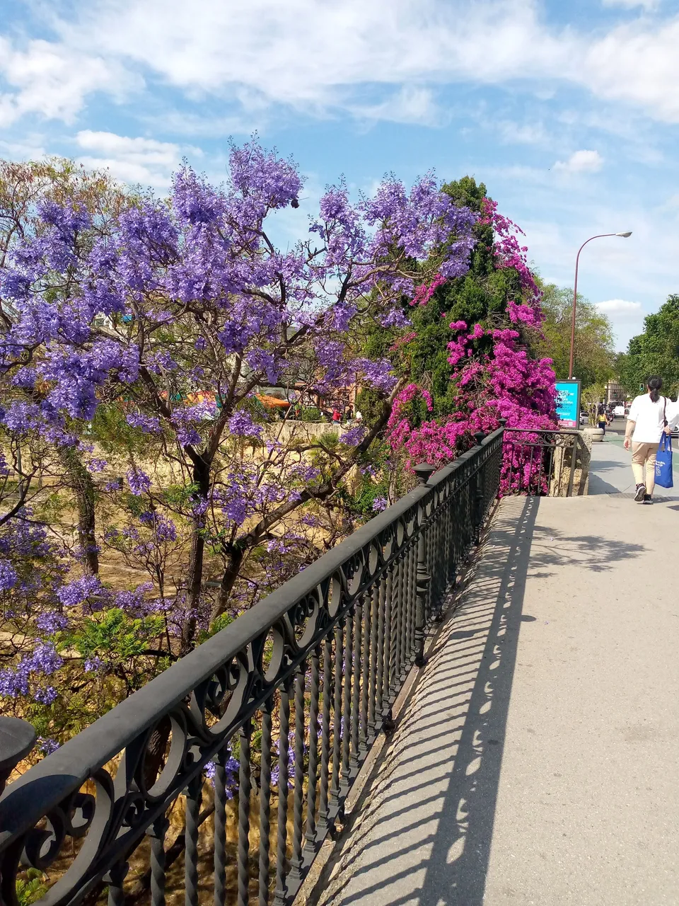 Sevilla puente de Triana árboles florecidos.jpg