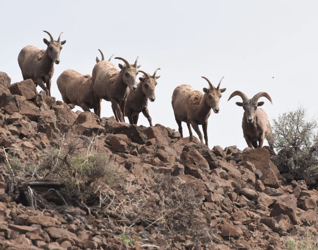 Bighorn Sheep_5320 2022-04-01 Vantage Hwy..JPG