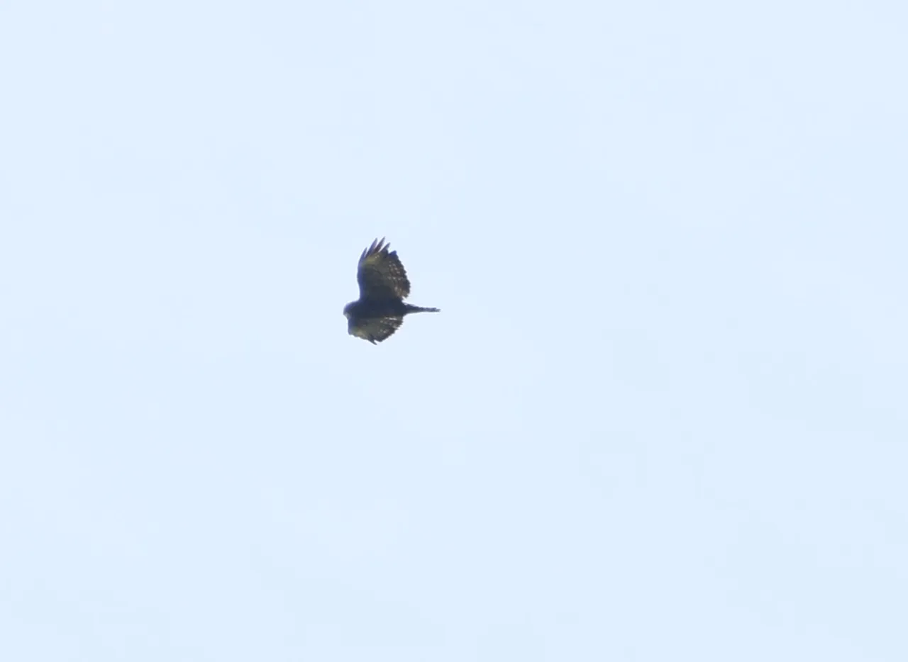 unkn raptor_8441 2022-07-08 Las Nubes.JPG