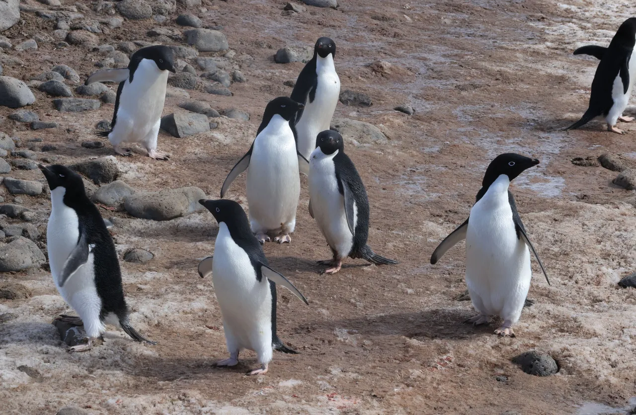 Adelie Penguins_A7759  2022-11-21 Adelie Colony at Paulet Island.JPG