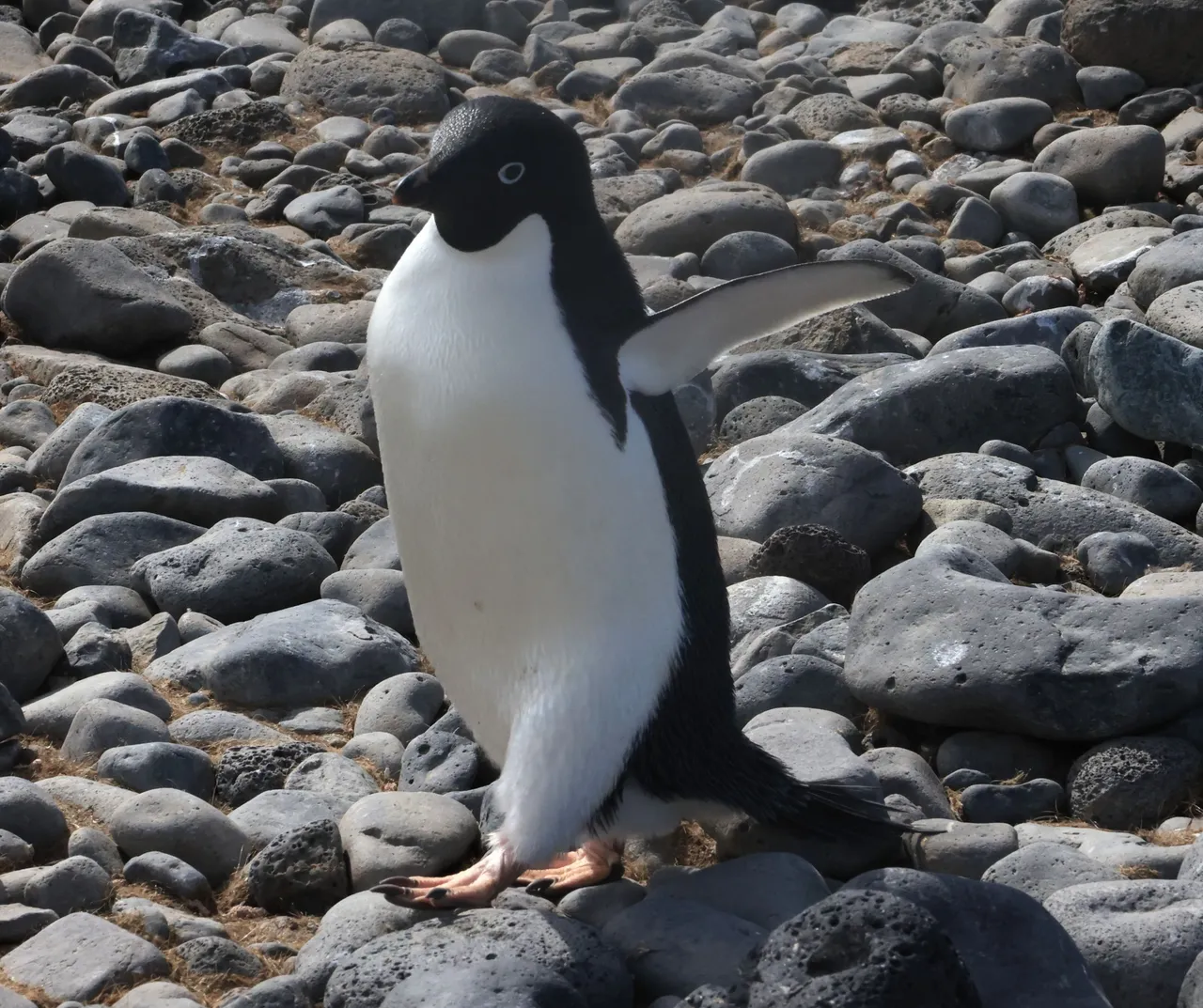 Adelie Penguin_0Y0A7671  2022-11-21 Adelie Colony at Paulet Island.JPG