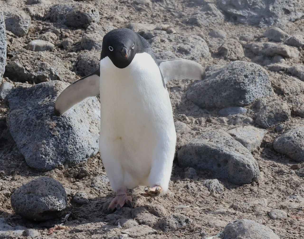 Adelie Penguin_0Y0A7689  2022-11-21 Adelie Colony at Paulet Island.JPG