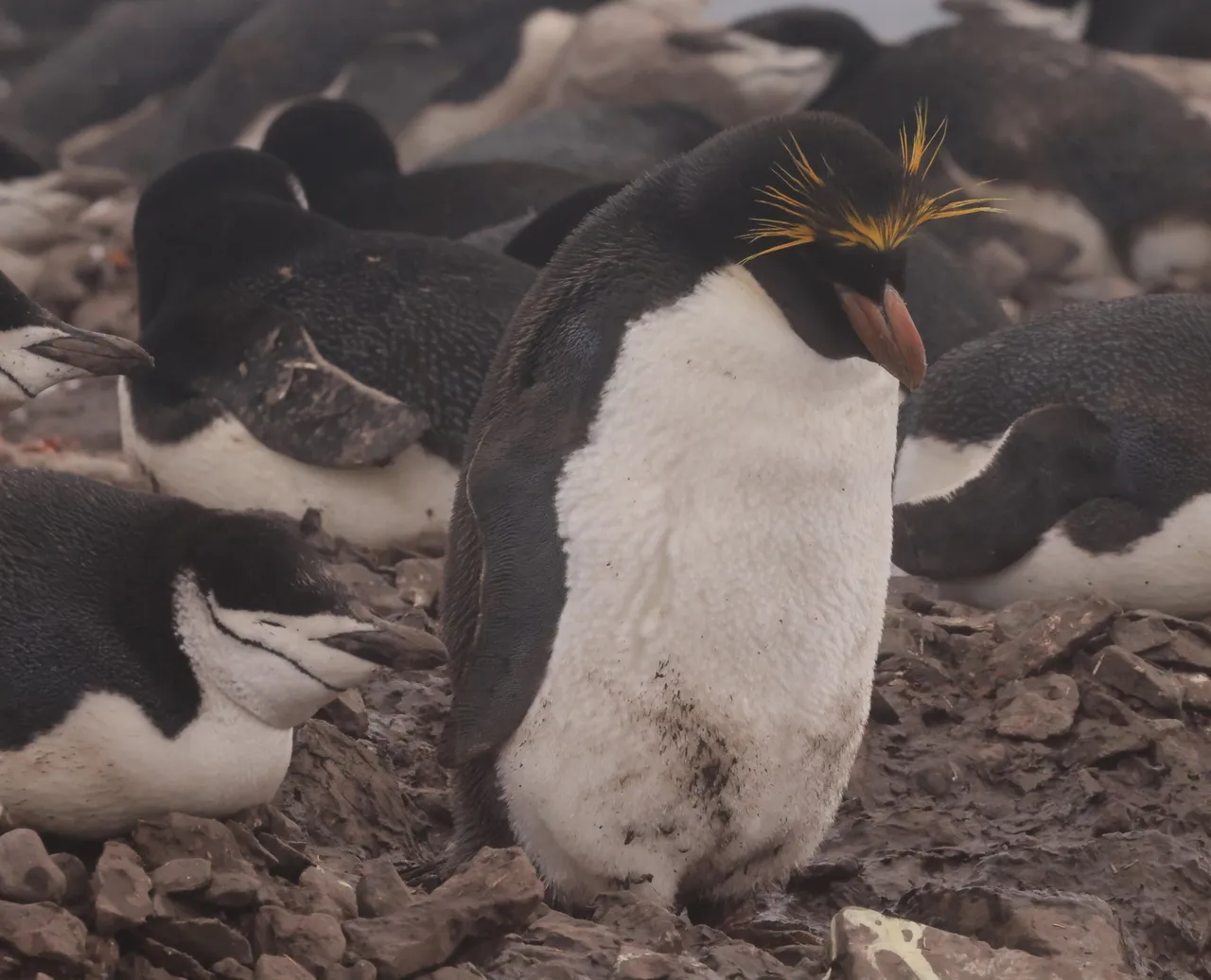 Macaroni Penguin0Y0A8690 2022-11-23.JPG