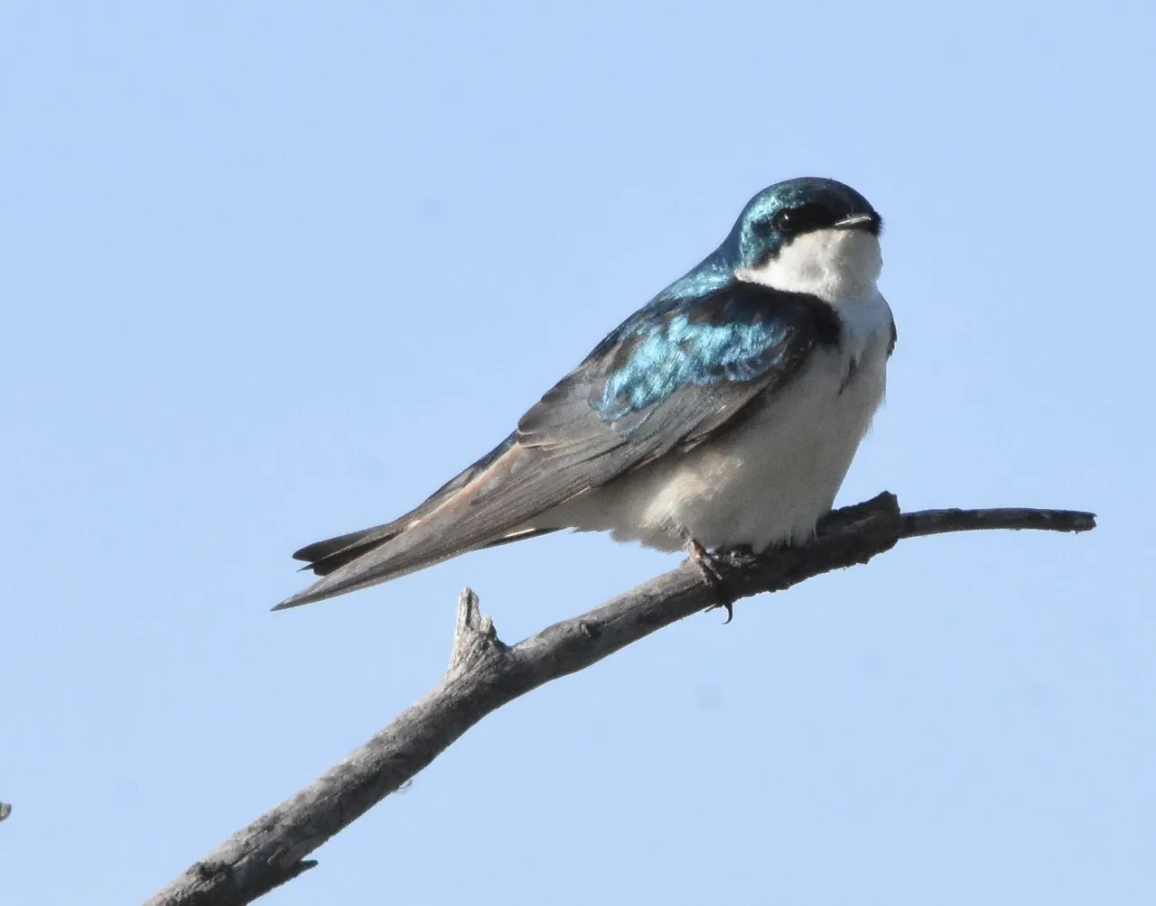 TRSW_4665 2019-05-12 N Potholes Reserve.JPG