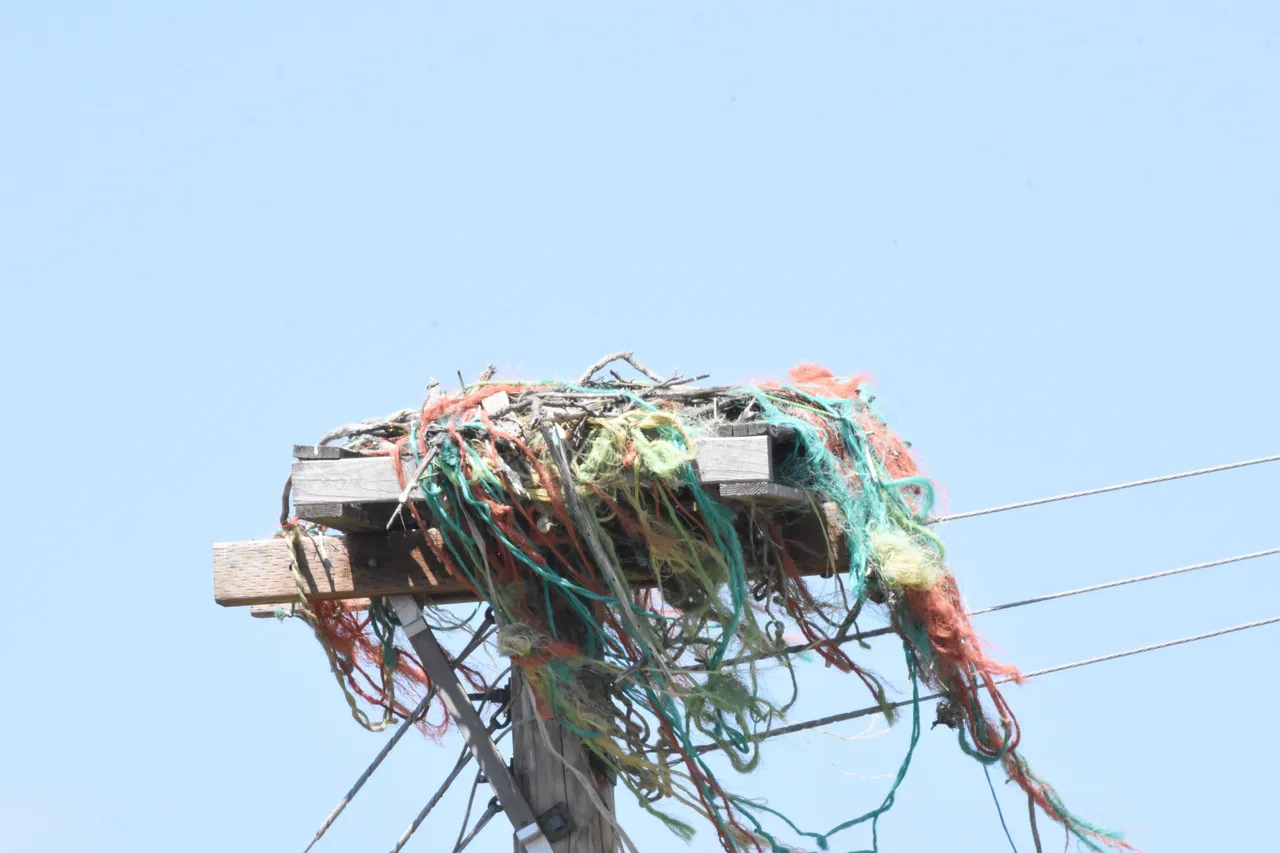 Osprey nest with plastic_6784.JPG