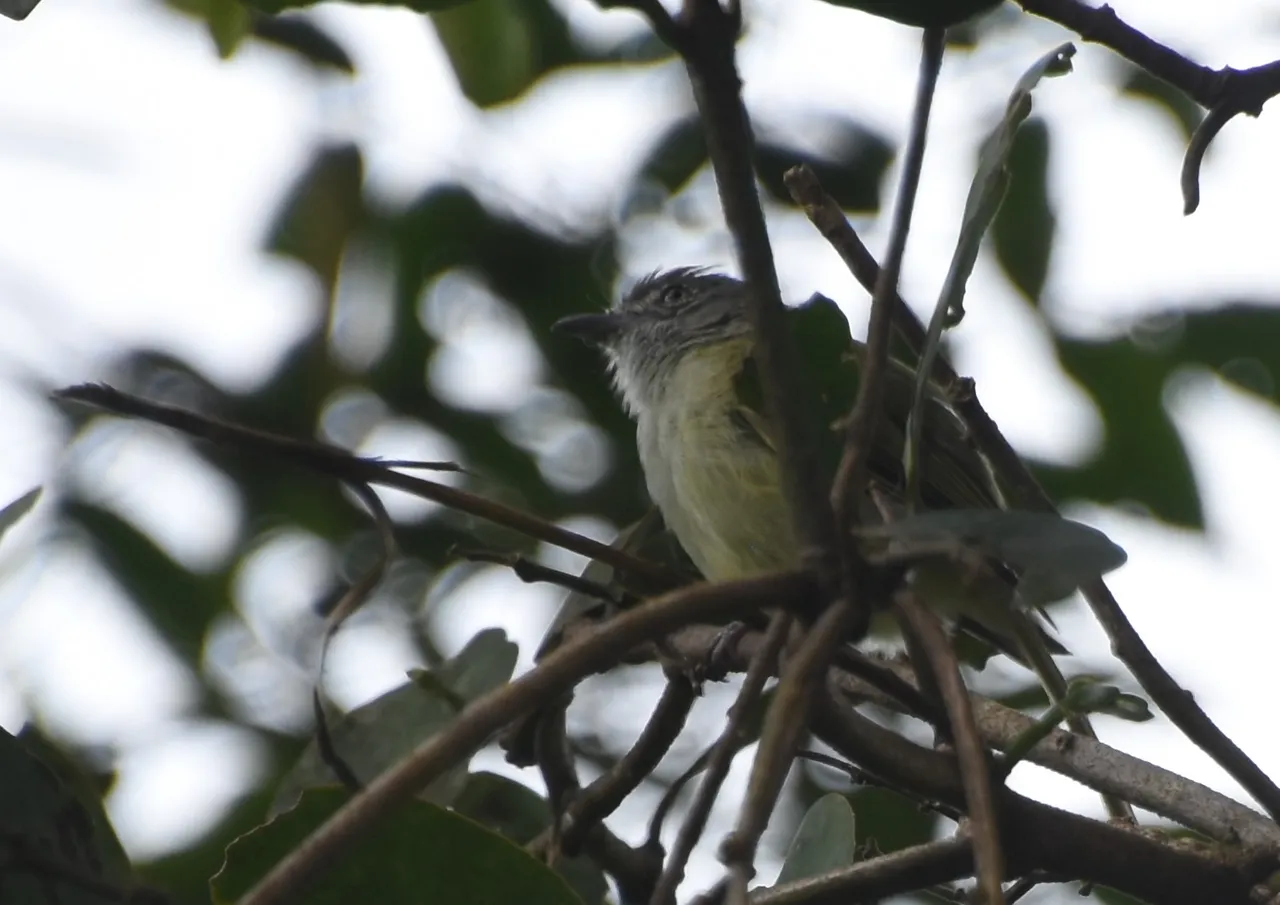 Unkn passerine_8432 2022-07-08 Las Nubes.JPG