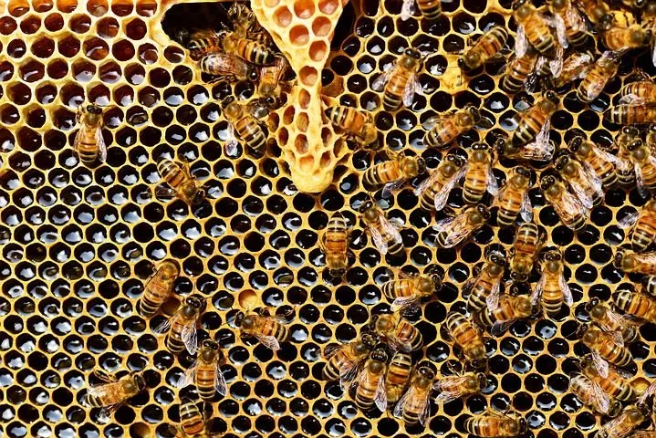 honey-bees-337695__480.jpg