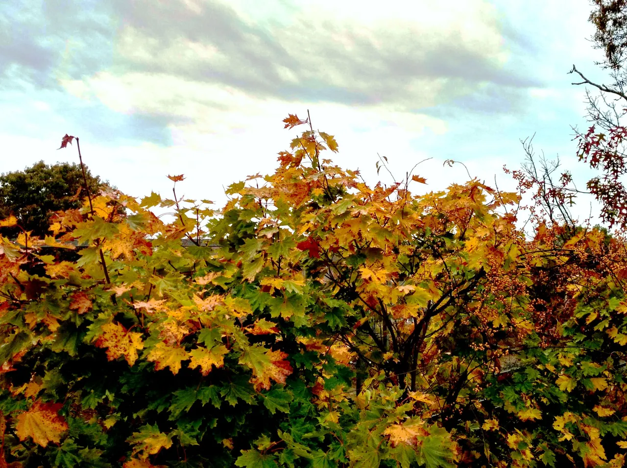 IMG_20201029_075118_HDR_modified.jpg