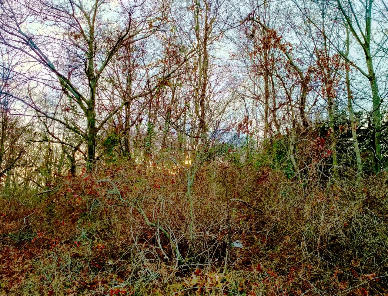 IMG_20201117_153705_HDR_modified.jpg