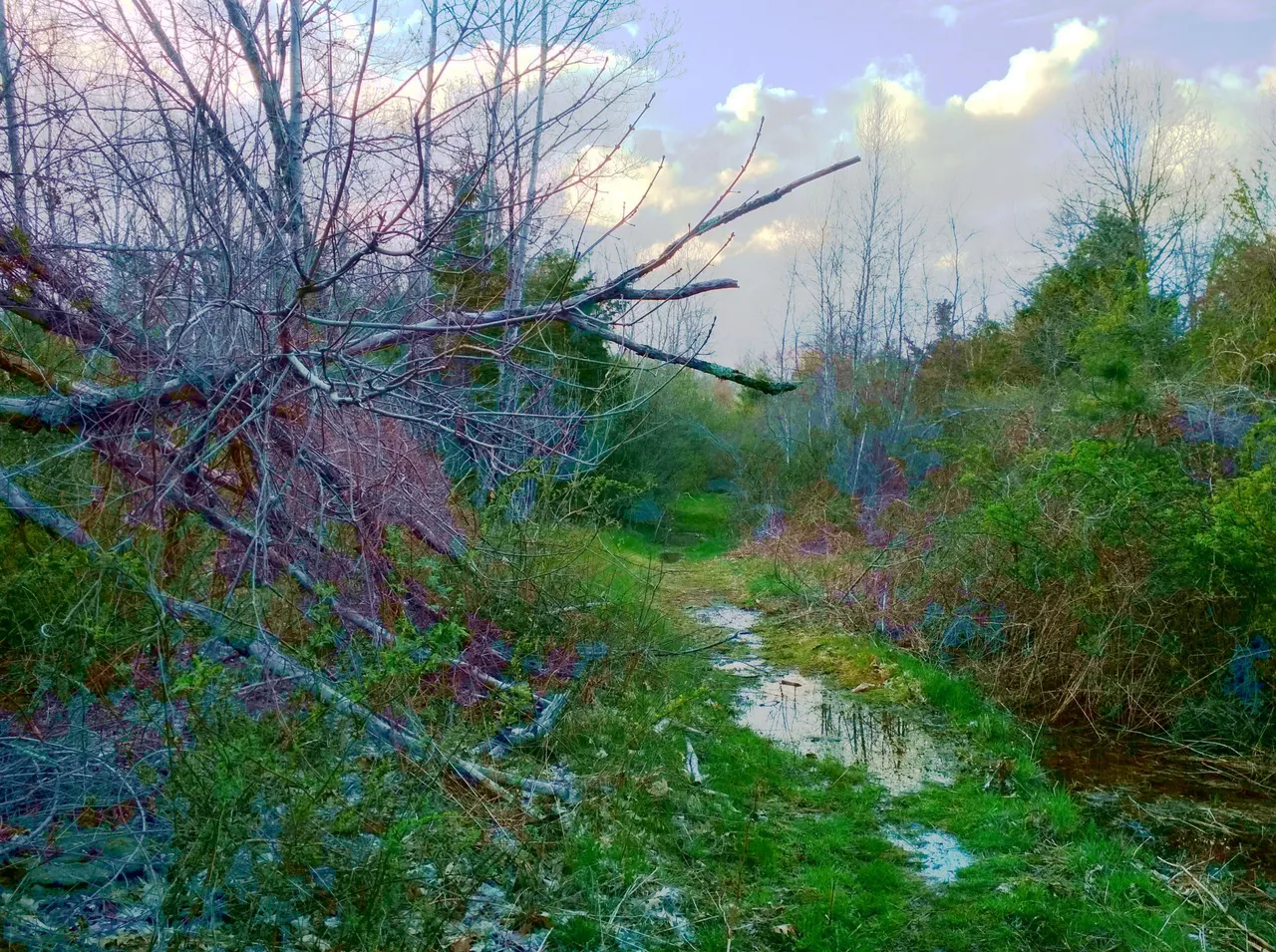 IMG_20200501_174212_HDR_modified_1.jpg