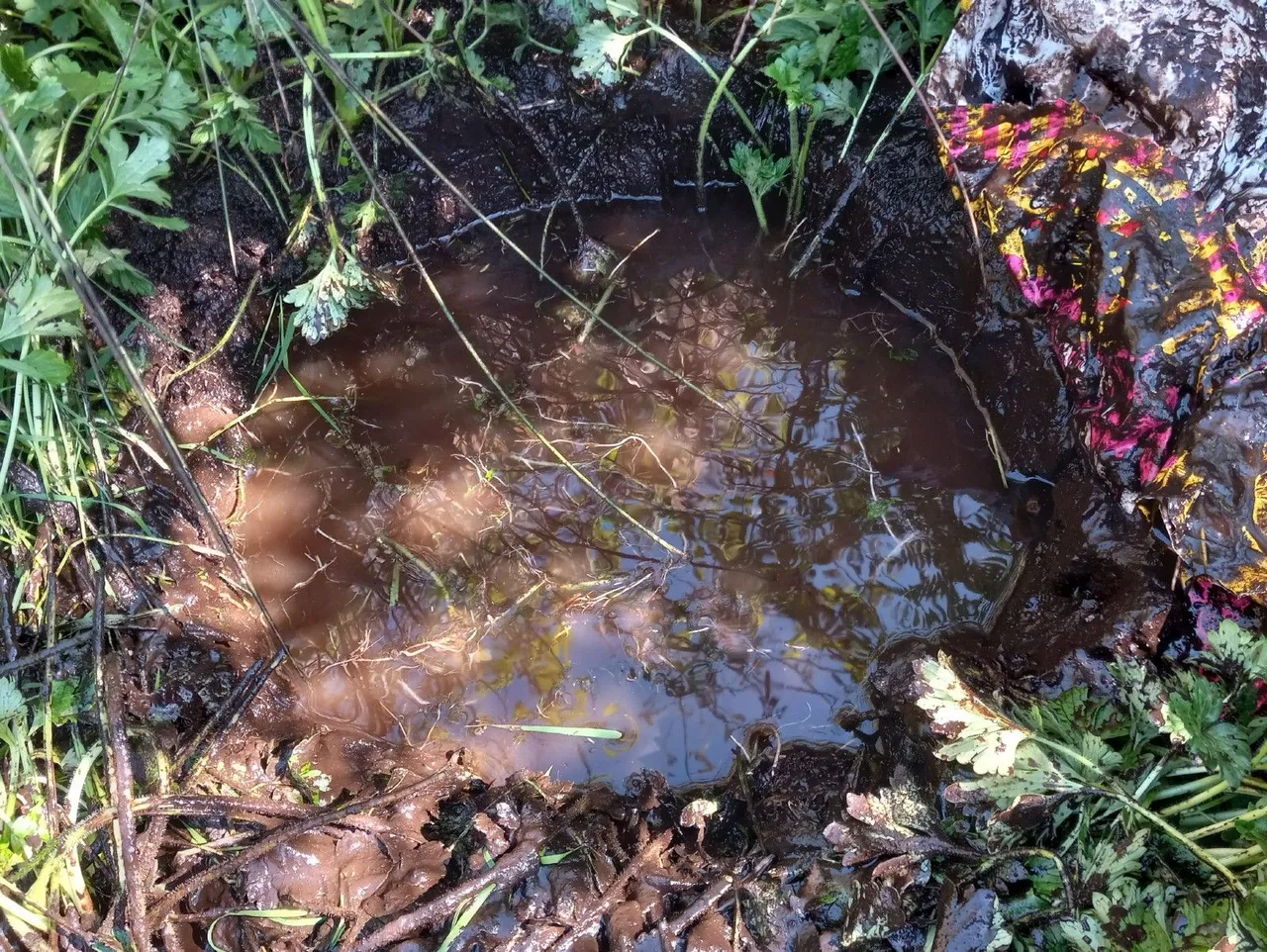 CT0354-MudPies4.jpg