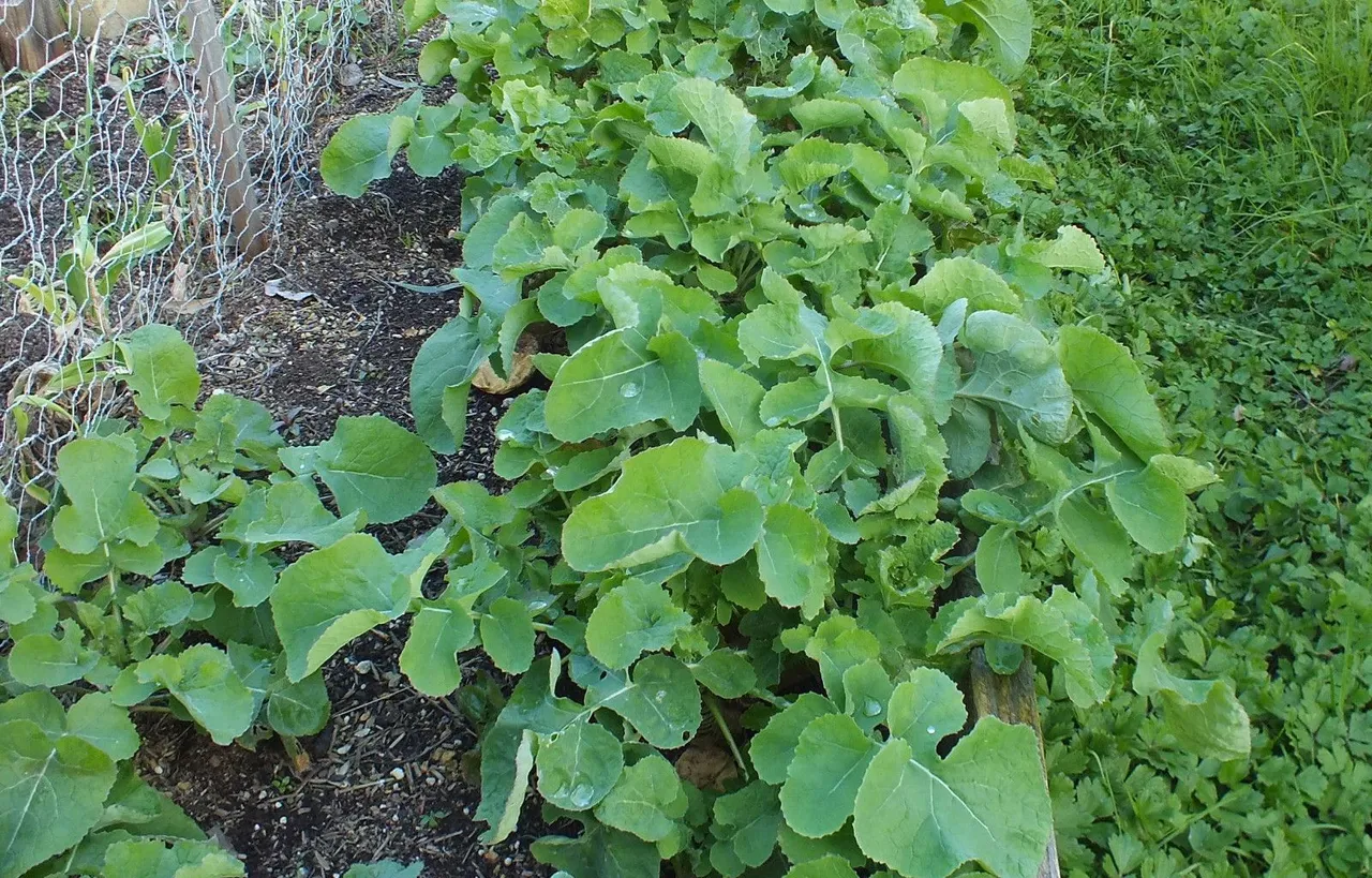 CT0350-Rutabagas.JPG