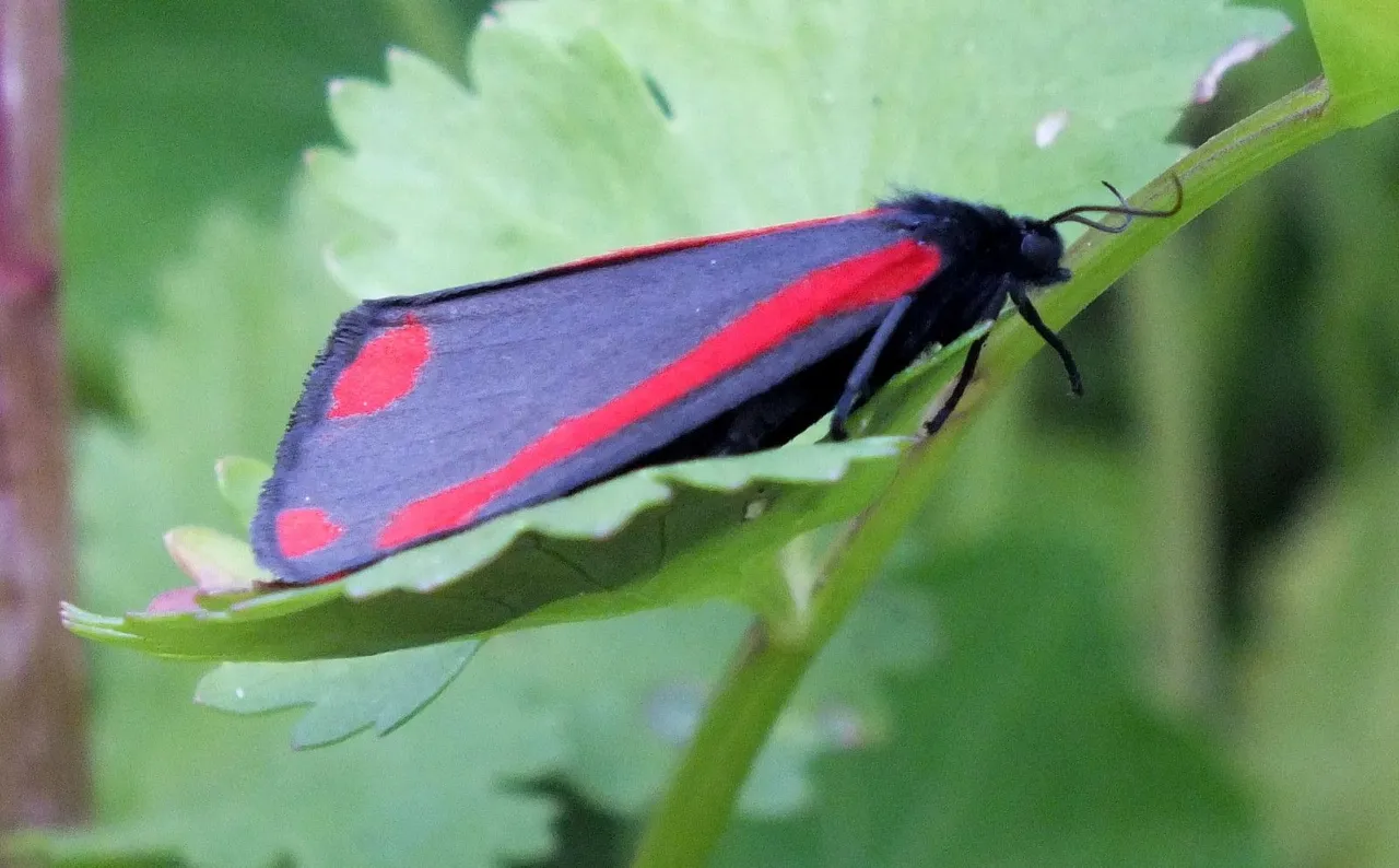 CT0329-Cinnabar.JPG