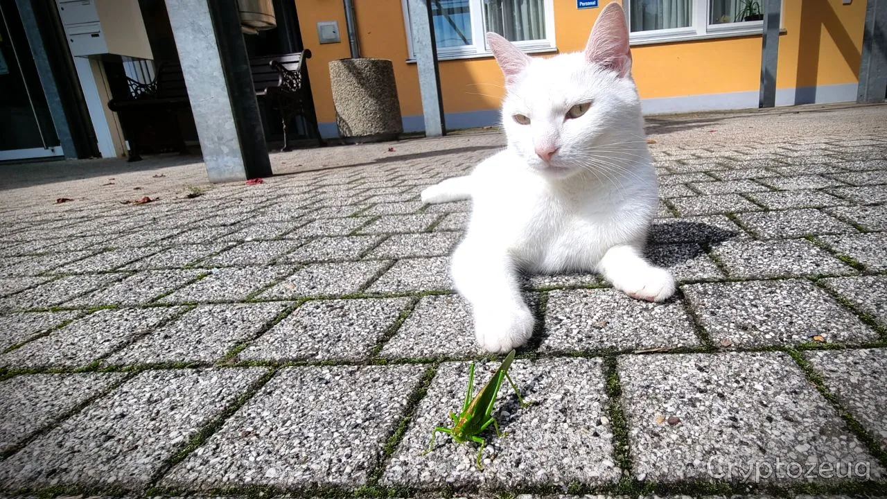 katze2.jpg