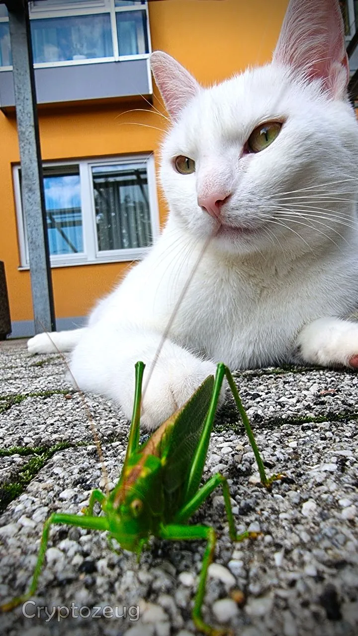 katze3.jpg