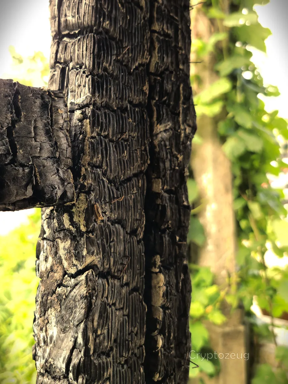 Burnt wooden beams