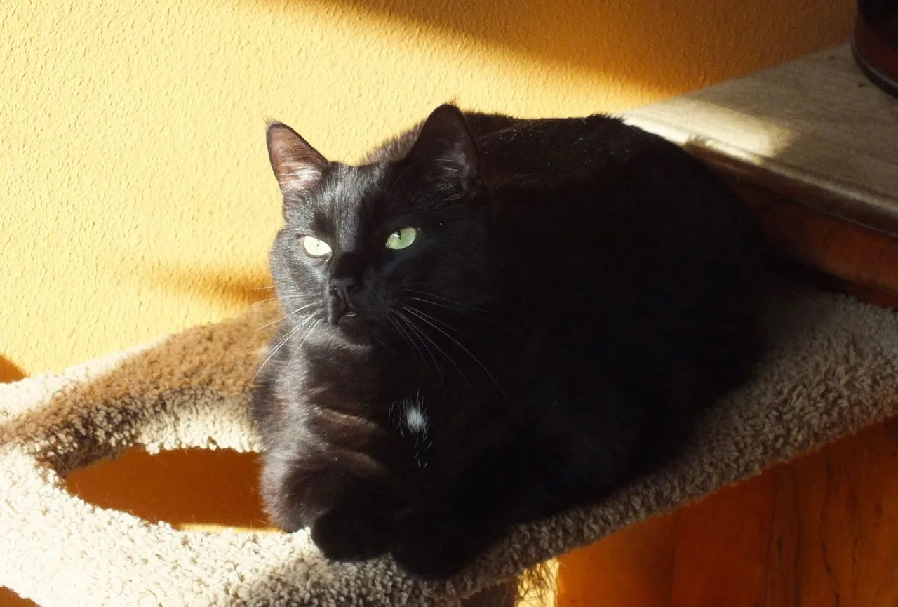 CC0568-SunCat.JPG