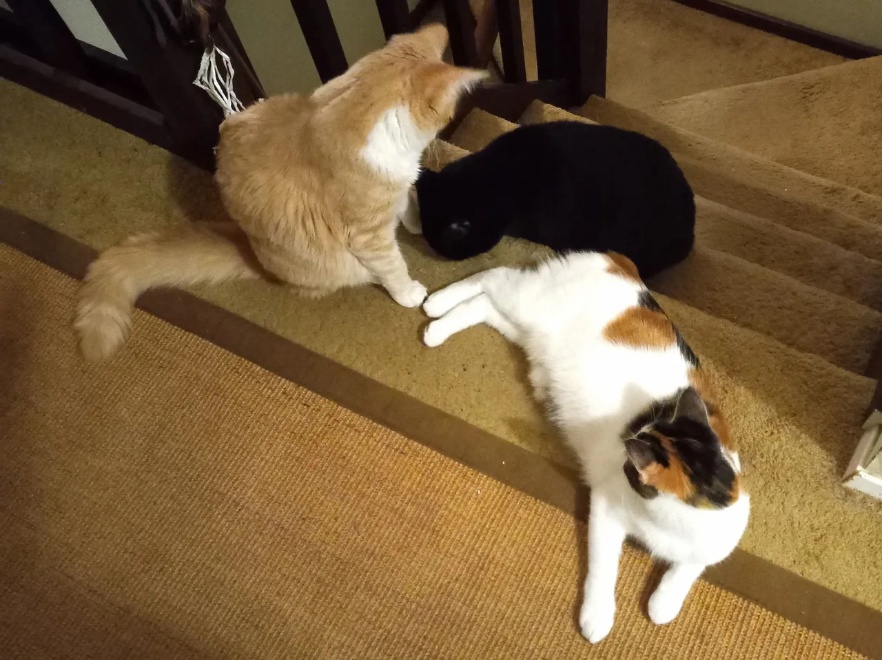 CC0684-ThreeCats.jpg
