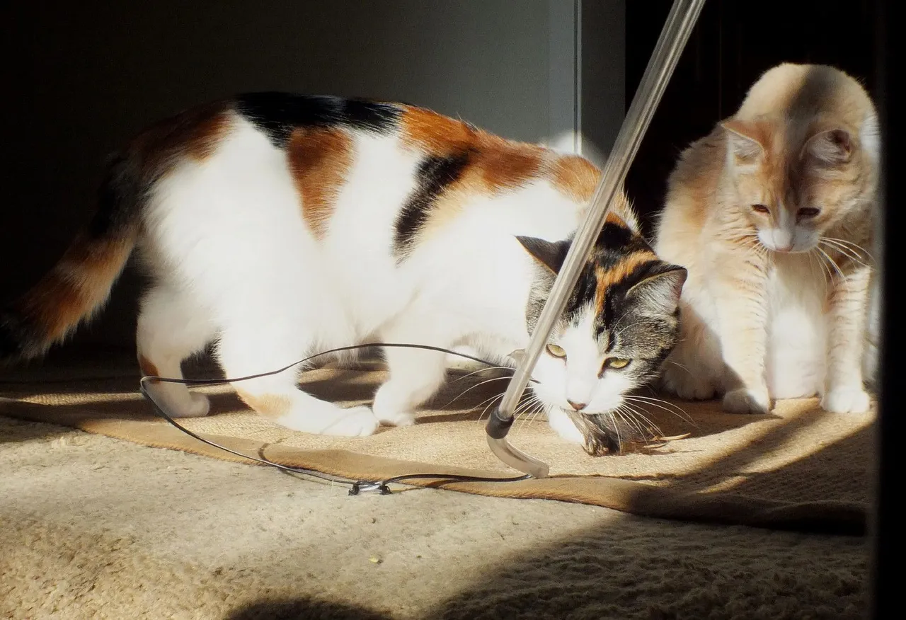 CC0721-Playtime.jpg