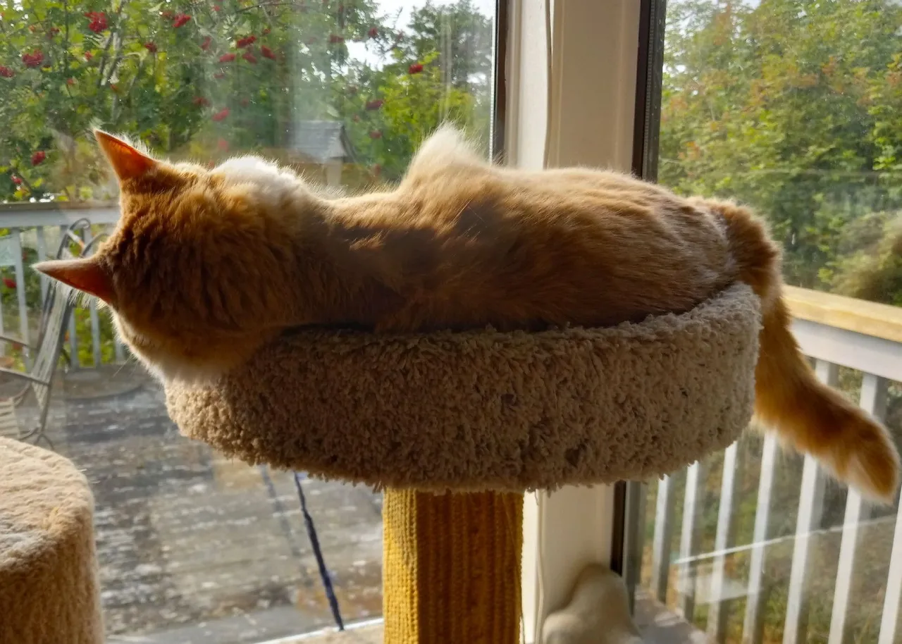 CC0744-Naptime.jpg