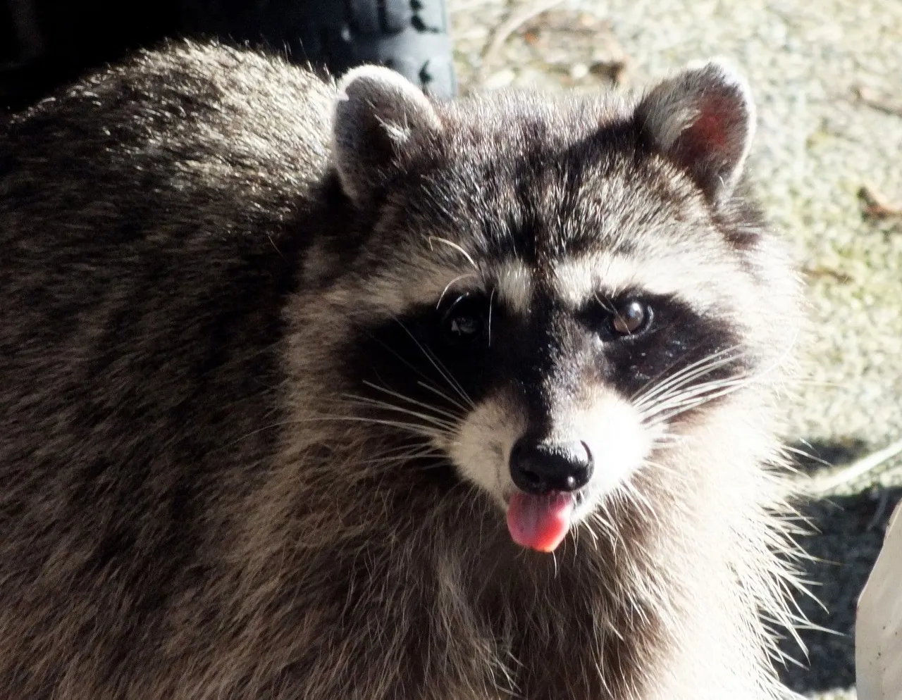 CC0731-Raccoon.jpg