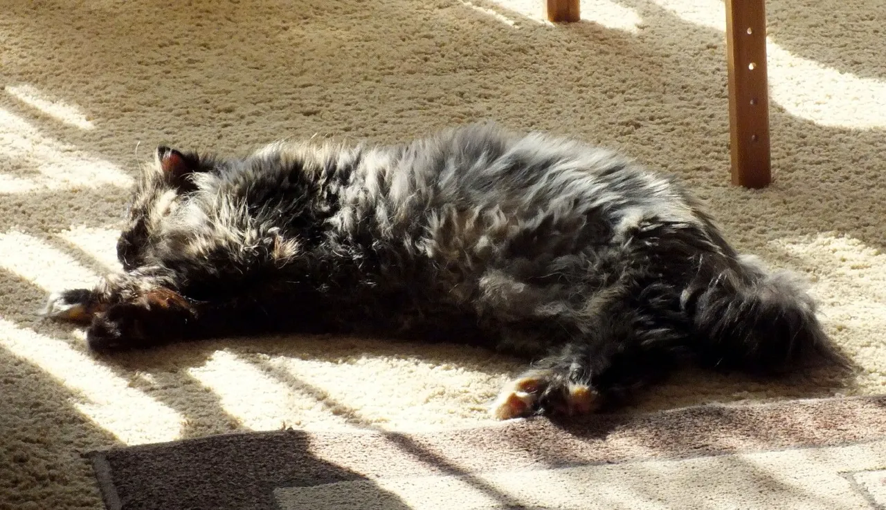 CC0725-SunnySmudge.jpg